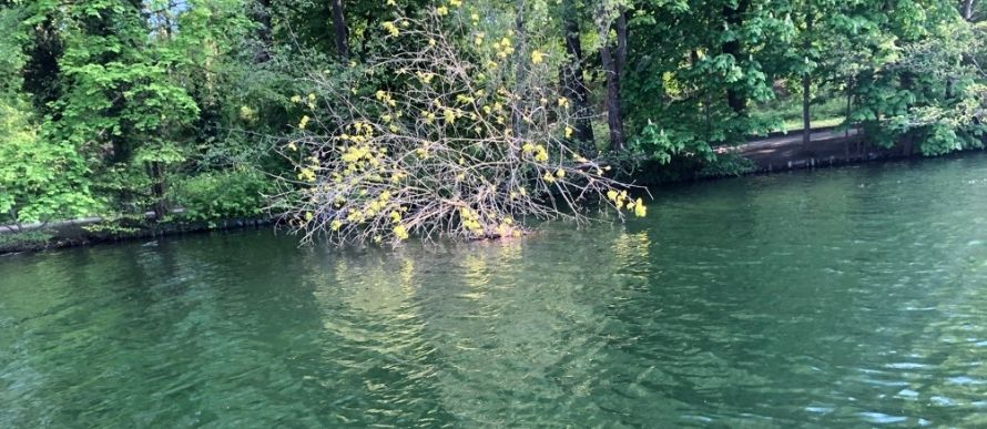 Schlachtensee Badestelle sauberes Wasser