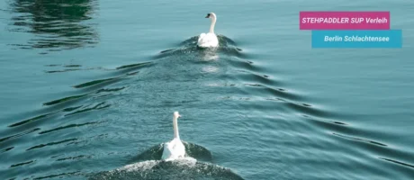 Tiere Naturschutz Schlachtensee SUP – Stehpaddler SUP Verleih Berlin | Stand Up Paddling